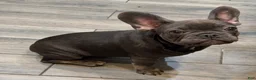 French Bulldog dogs for sale: French Bulldog 2 - Ad 1