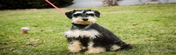 Miniature Schnauzer dogs for sale: Frederic - Ad 3