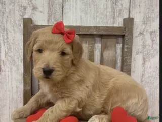 Goldendoodle dogs Goldendoodle Puppy 2 - Ad 40