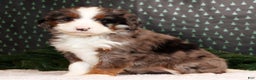 Mini Bernedoodle dogs for sale: Noel - Ad 1