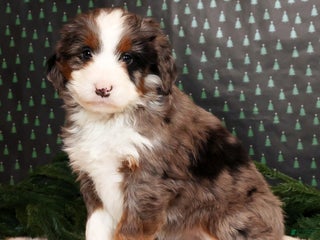 Mini Bernedoodle dogs Noel - Ad 37