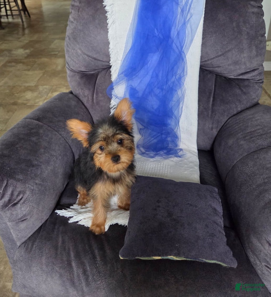 Yorkshire Terrier dogs Levi  - Ad 1