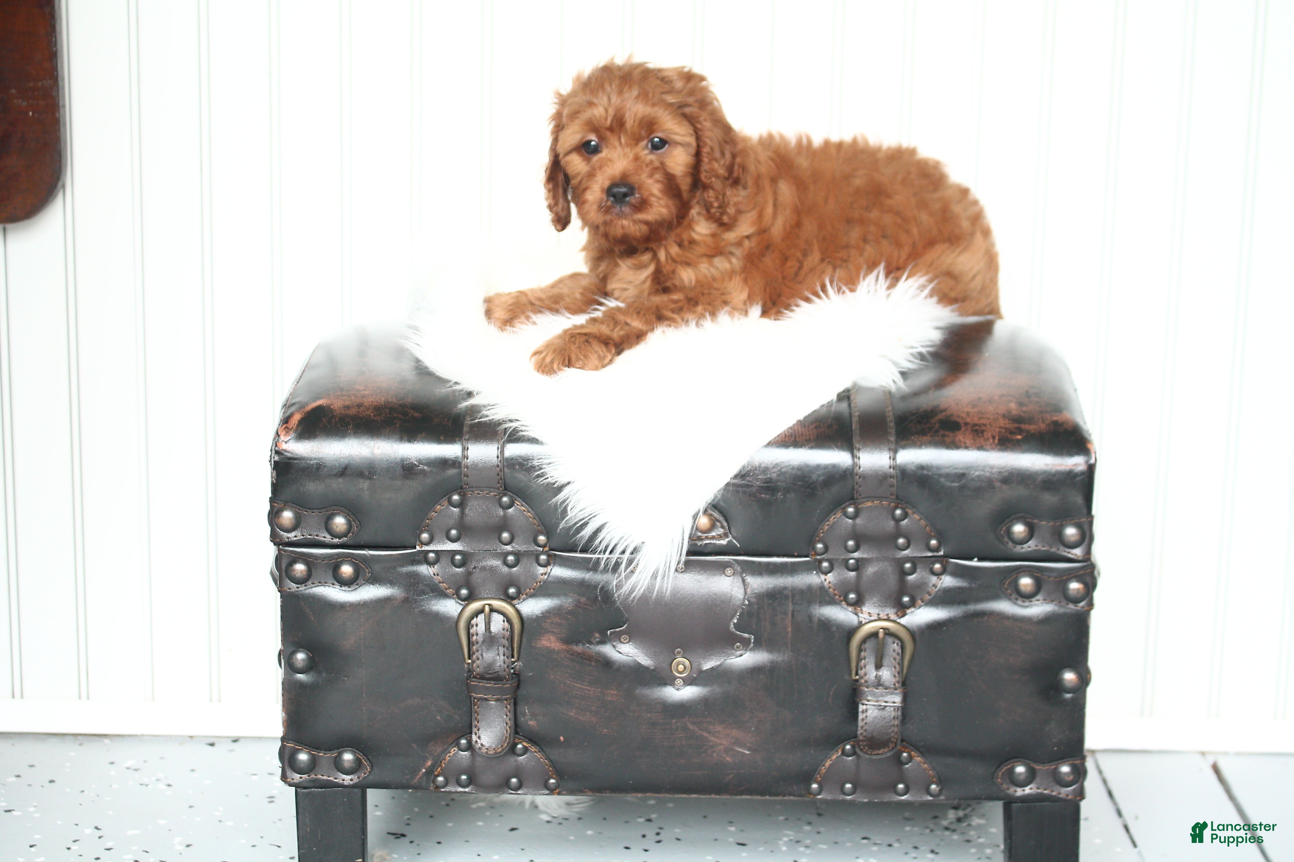 Cavapoo dogs Archer - Ad 2