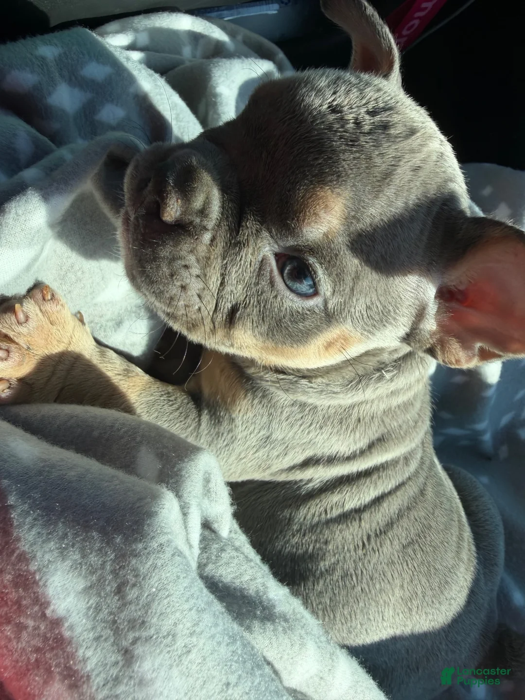 American Bully dogs for sale: American Bully 1 - Ad 2