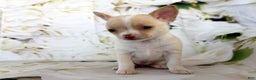 Chihuahua dogs for sale: Kora - Ad 1
