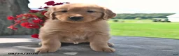 Golden Retriever dogs for sale: Taffy - Ad 3