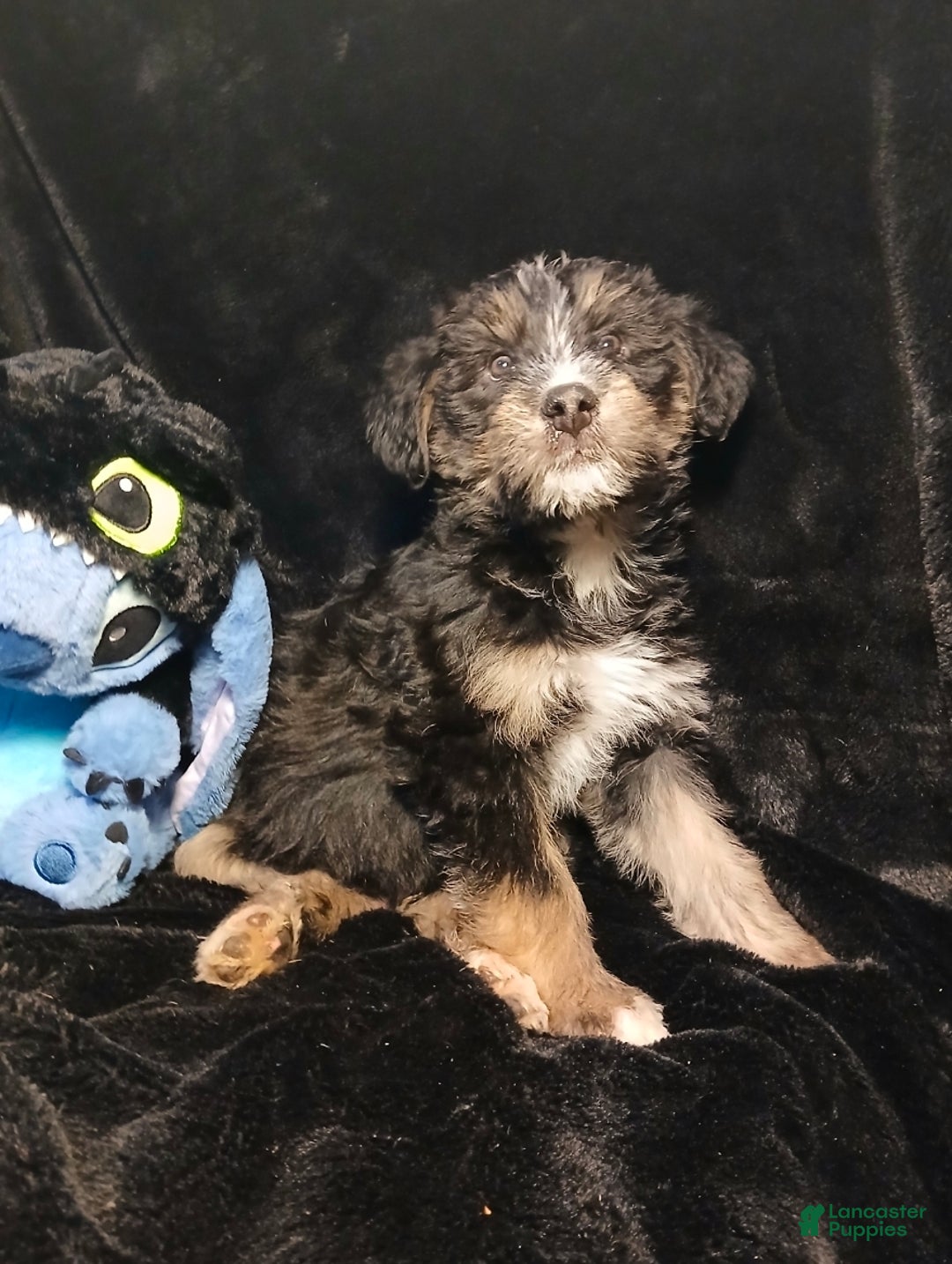 Bernedoodle dogs for sale: Doll baby  - Ad 6