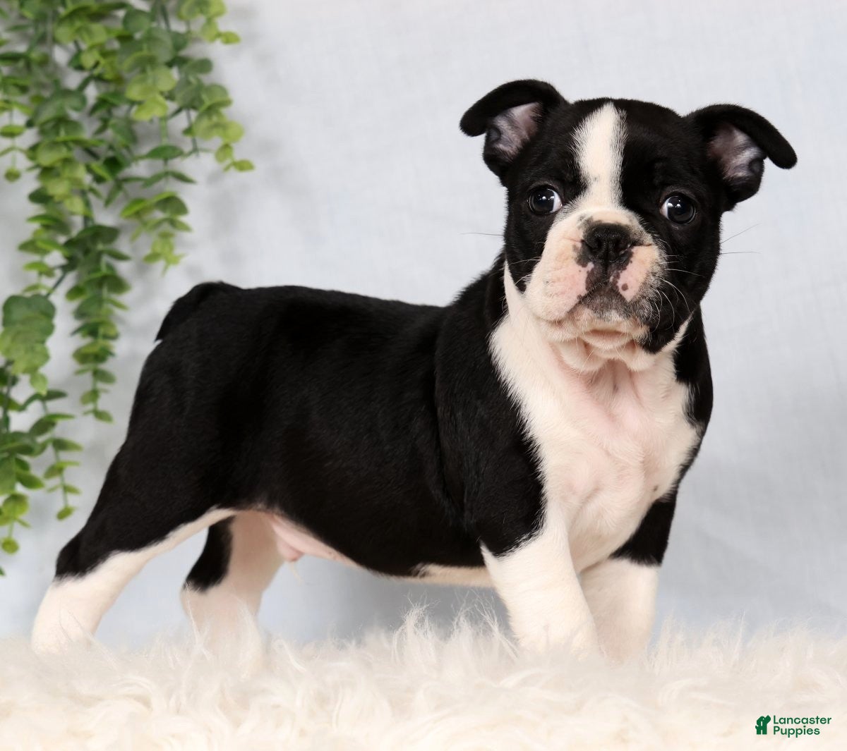 Frenchton dogs Scott - Ad 1