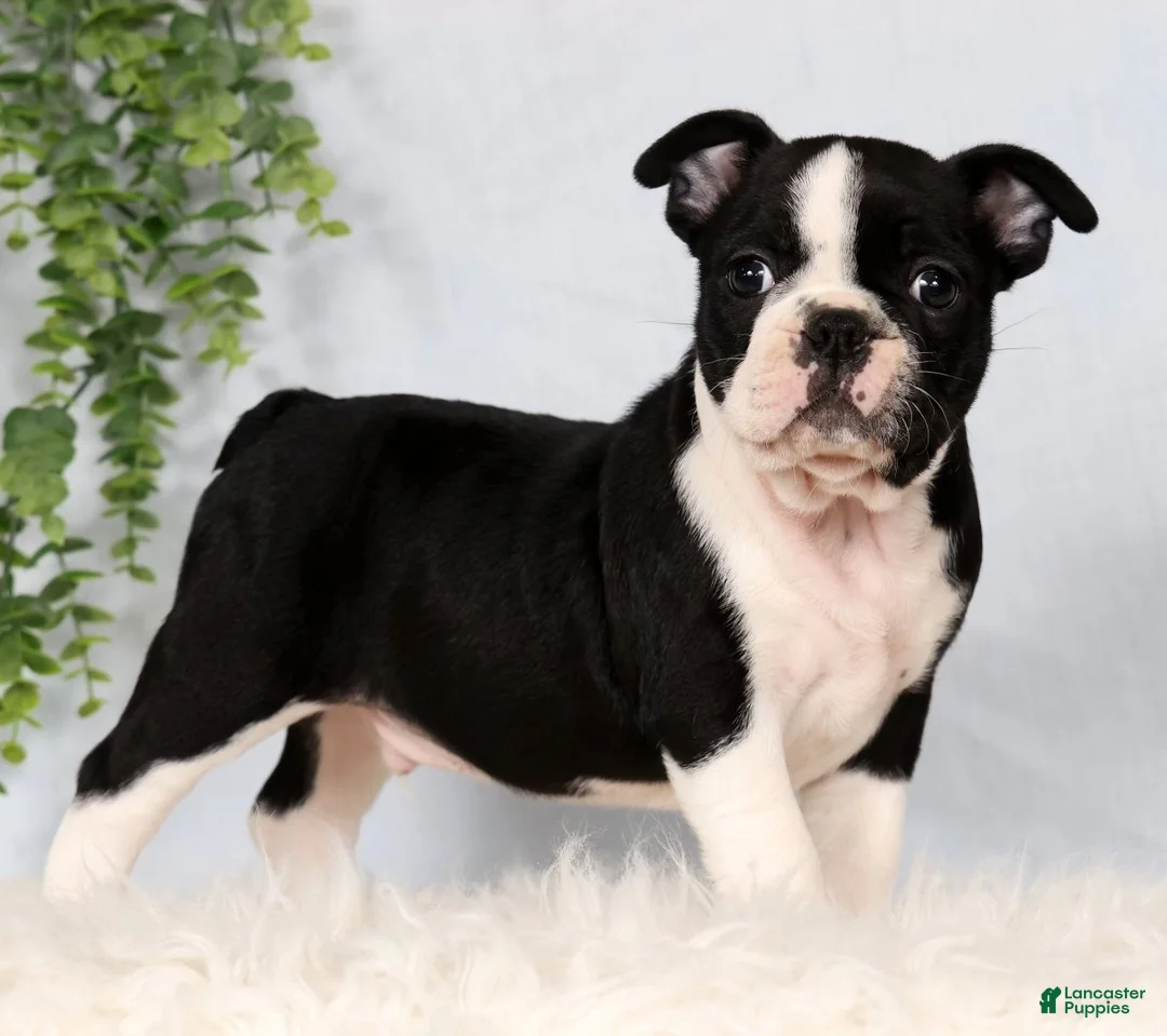 Frenchton dogs for sale: Scott - Ad 1