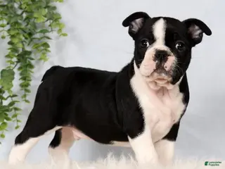Frenchton dogs for sale: Scott - Ad 2
