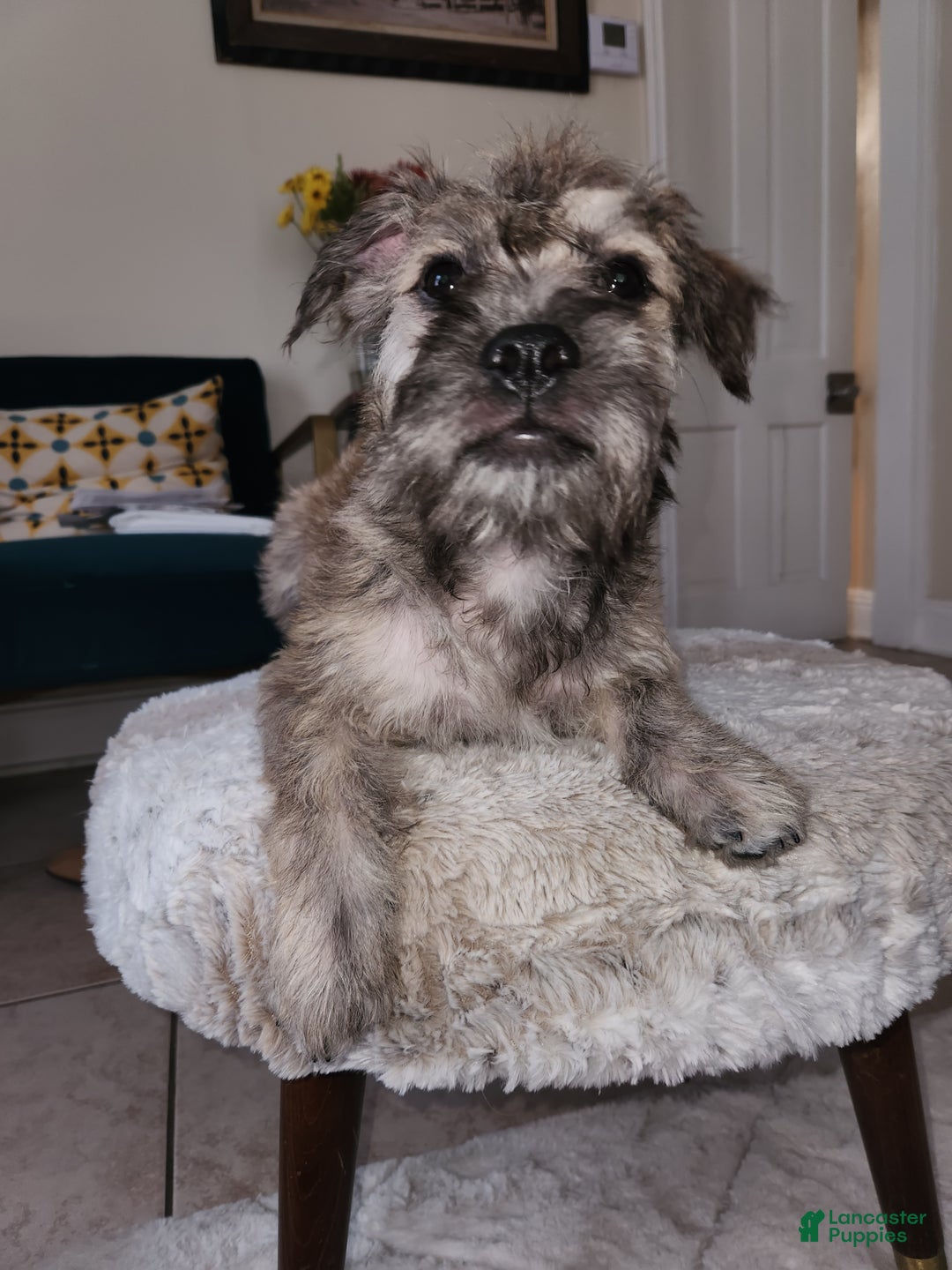 Mixed Breed dogs for sale: Laticia  - Ad 2