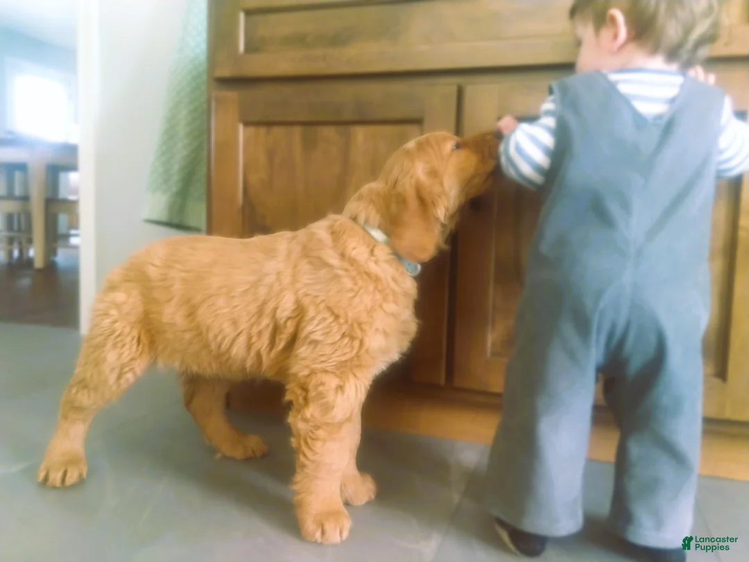 Golden Retriever dogs for sale: Wanda (gray Collar) - Ad 1