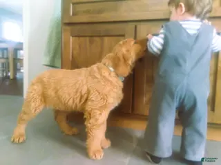 Golden Retriever dogs Wanda (gray Collar) - Ad 36