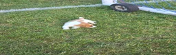 Jack Russell Terrier dogs for sale: Jack Russell Terrier Puppy 2 - Ad 9