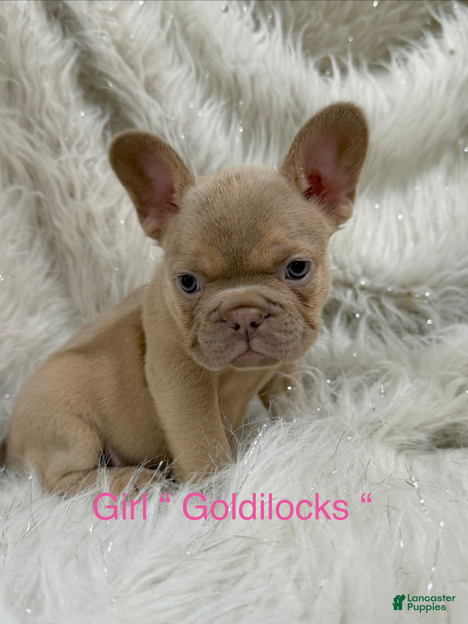 French Bulldog dogs for sale: French Bulldog Puppy 5 - Ad 2