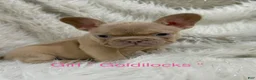 French Bulldog dogs for sale: French Bulldog Puppy 5 - Ad 1