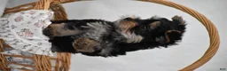 Yorkshire Terrier dogs for sale: Buttons - Ad 7