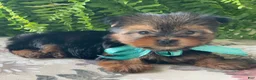 Yorkshire Terrier dogs for sale: Sushi - Ad 10