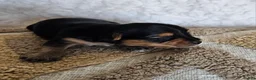 Mixed Breed dogs for sale: TCup Mickey - Ad 1