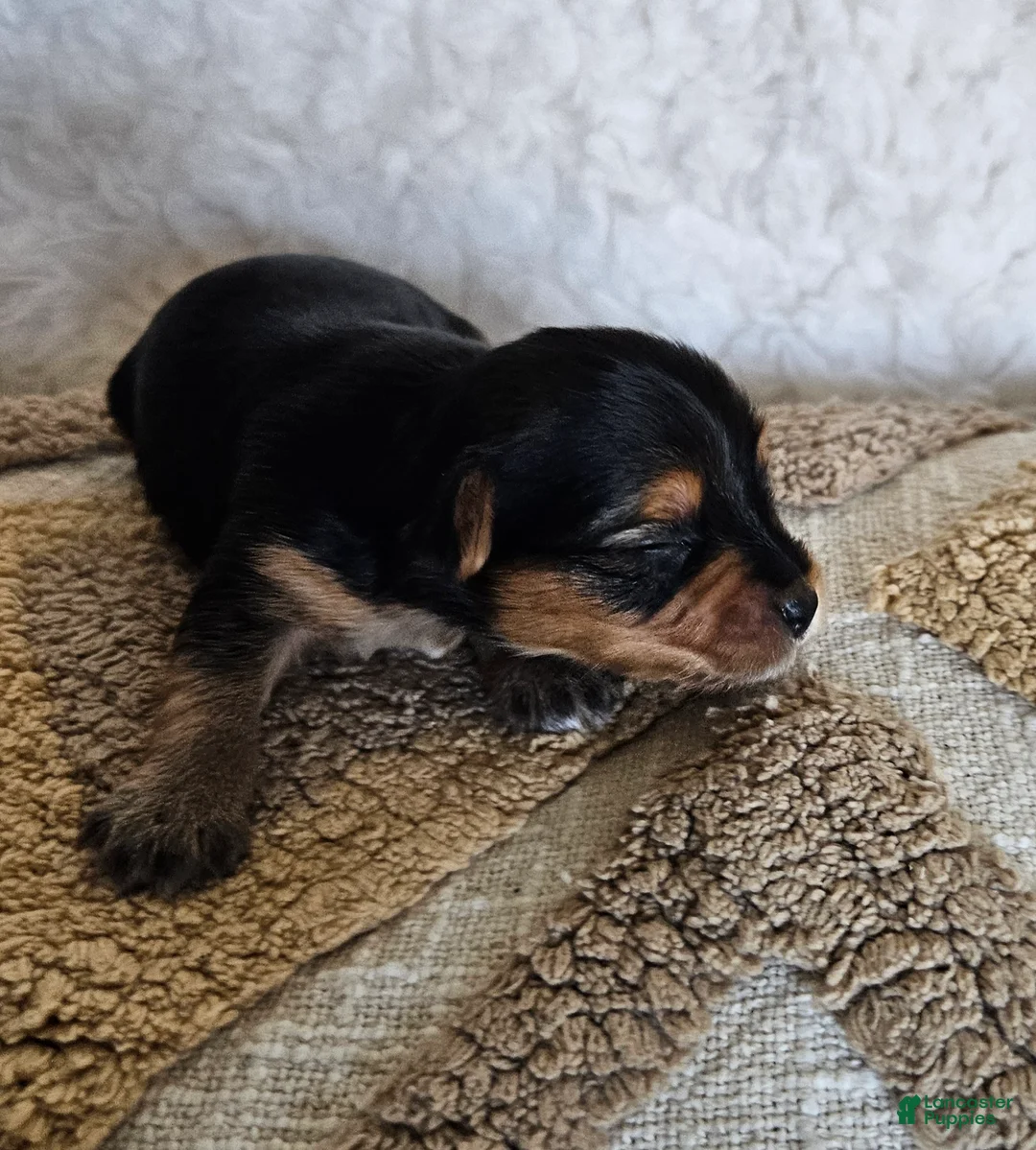 Mixed Breed dogs for sale: TCup Mickey - Ad 1