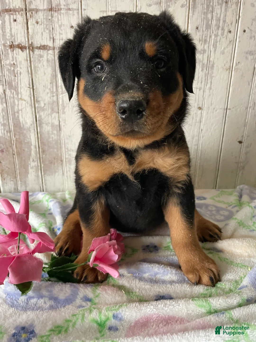 Rottweiler dogs for sale: Klaus - Ad 4