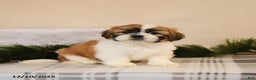 Shih Tzu dogs for sale: Leo - Ad 3