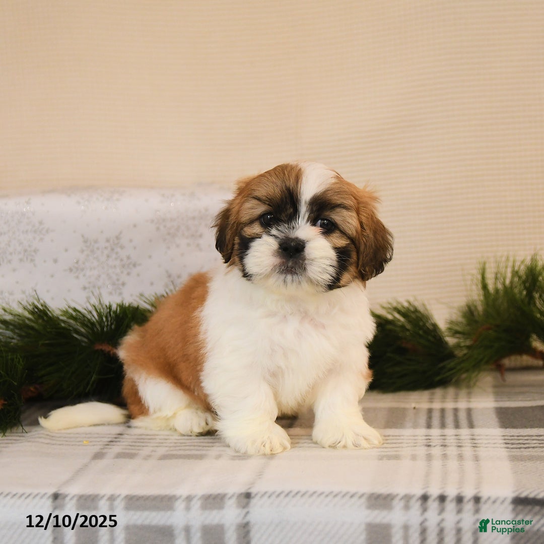 Shih Tzu dogs for sale: Leo - Ad 3