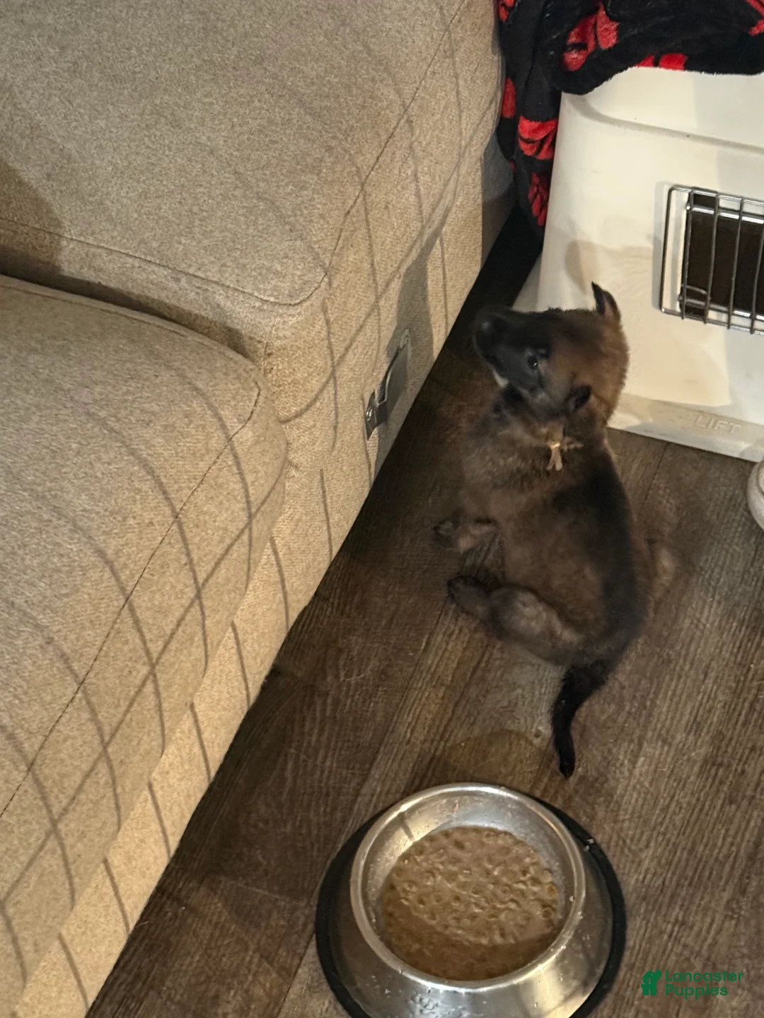 Mixed Breed dogs for sale: Pink - Ad 3