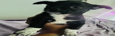 Mixed Breed 2