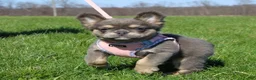 French Bulldog dogs for sale: French Bulldog Puppy 1 - Ad 2