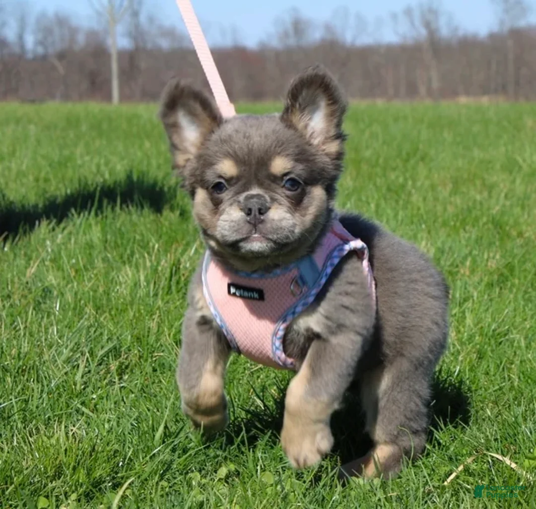 French Bulldog dogs for sale: French Bulldog Puppy 1 - Ad 2