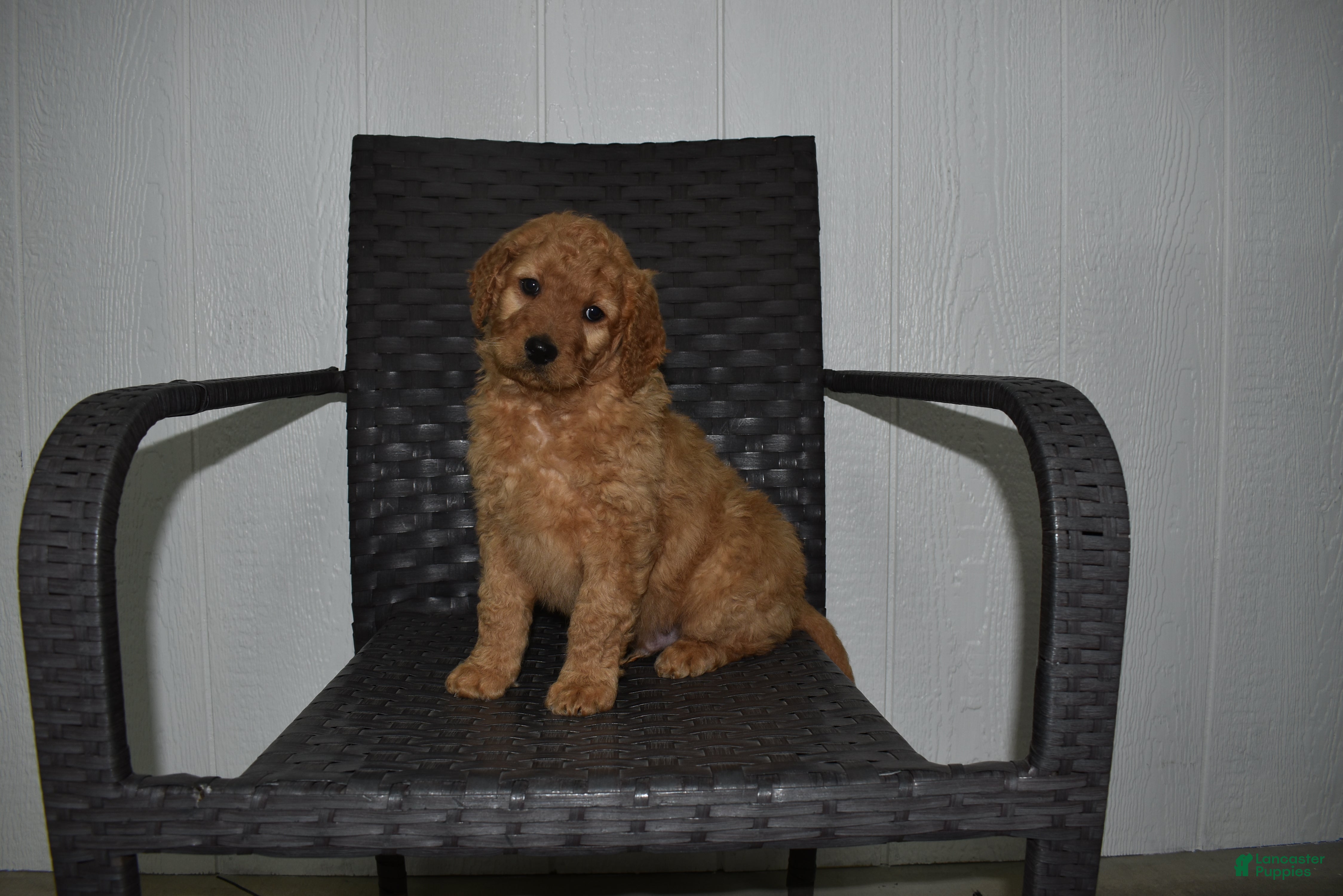 Goldendoodle dogs Buster  - Ad 42