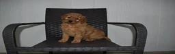 Goldendoodle dogs for sale: Buster  - Ad 1