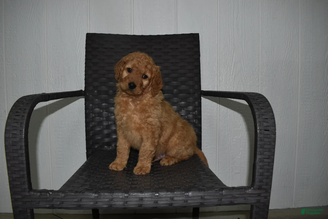 Goldendoodle dogs for sale: Buster  - Ad 1