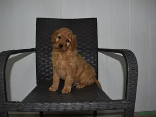 Goldendoodle dogs Buster - Ad 42
