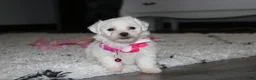 Bichon Frise dogs for sale: 🩷Jasmine🩷  - Ad 12