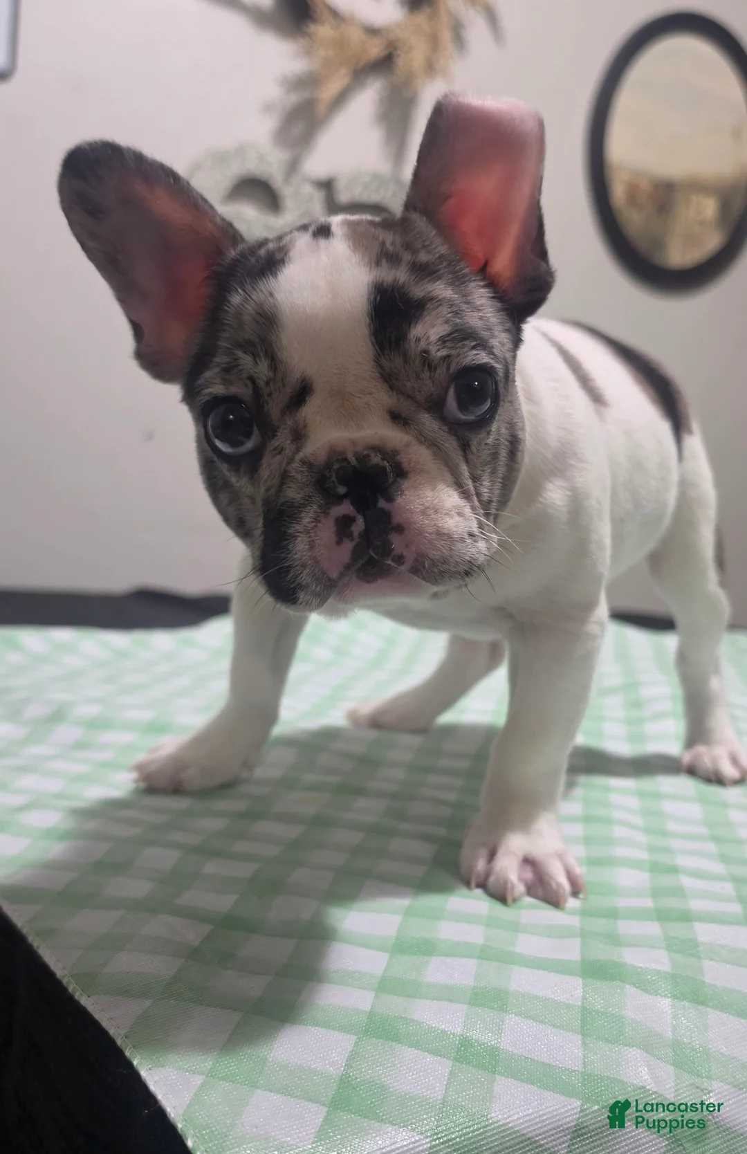 French Bulldog dogs for sale: Penelope  - Ad 1