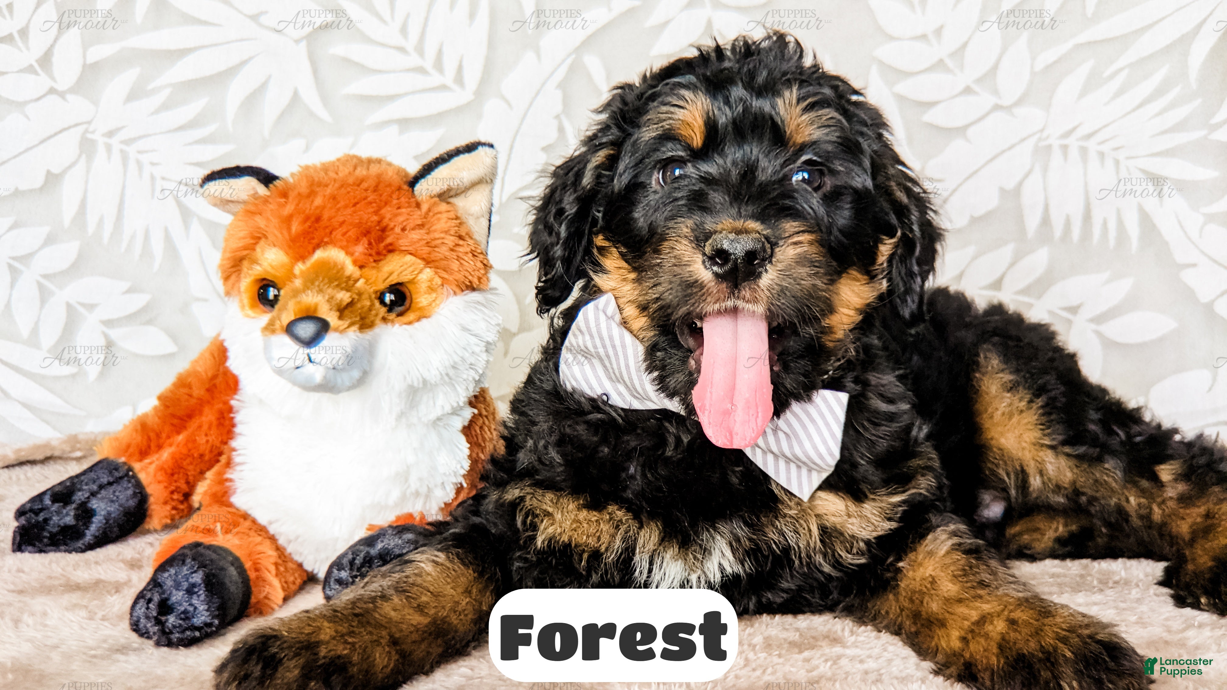 Bernedoodle dogs Forest - Ad 1