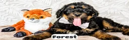 Bernedoodle dogs for sale: Forest - Ad 1