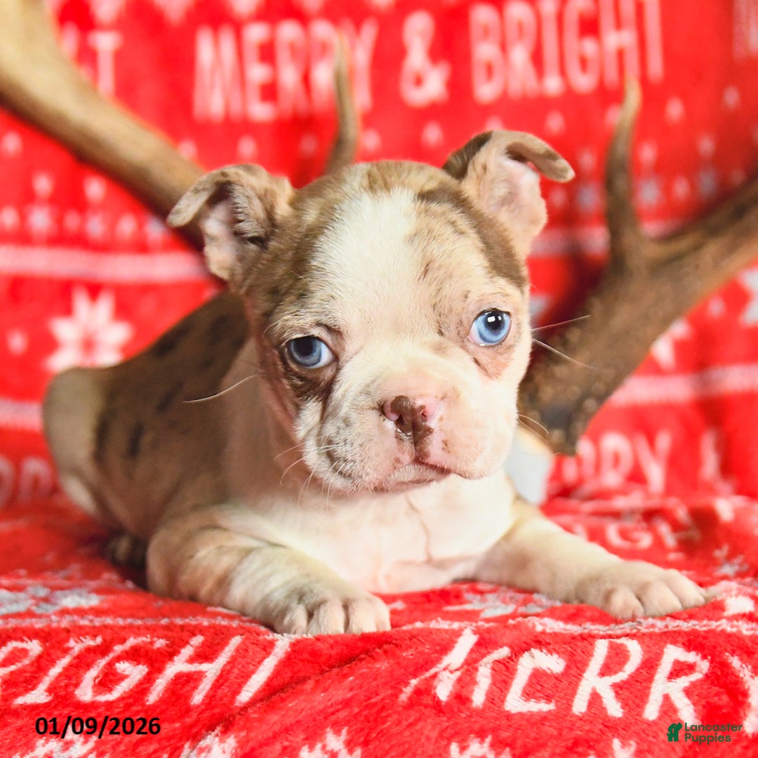 Boston Terrier dogs for sale: Isabelle - Ad 2