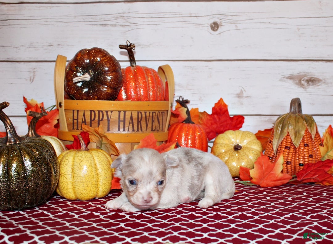 Chihuahua dogs for sale: Naji - Ad 3