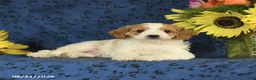 Cavapoo dogs for sale: Chip - Ad 9