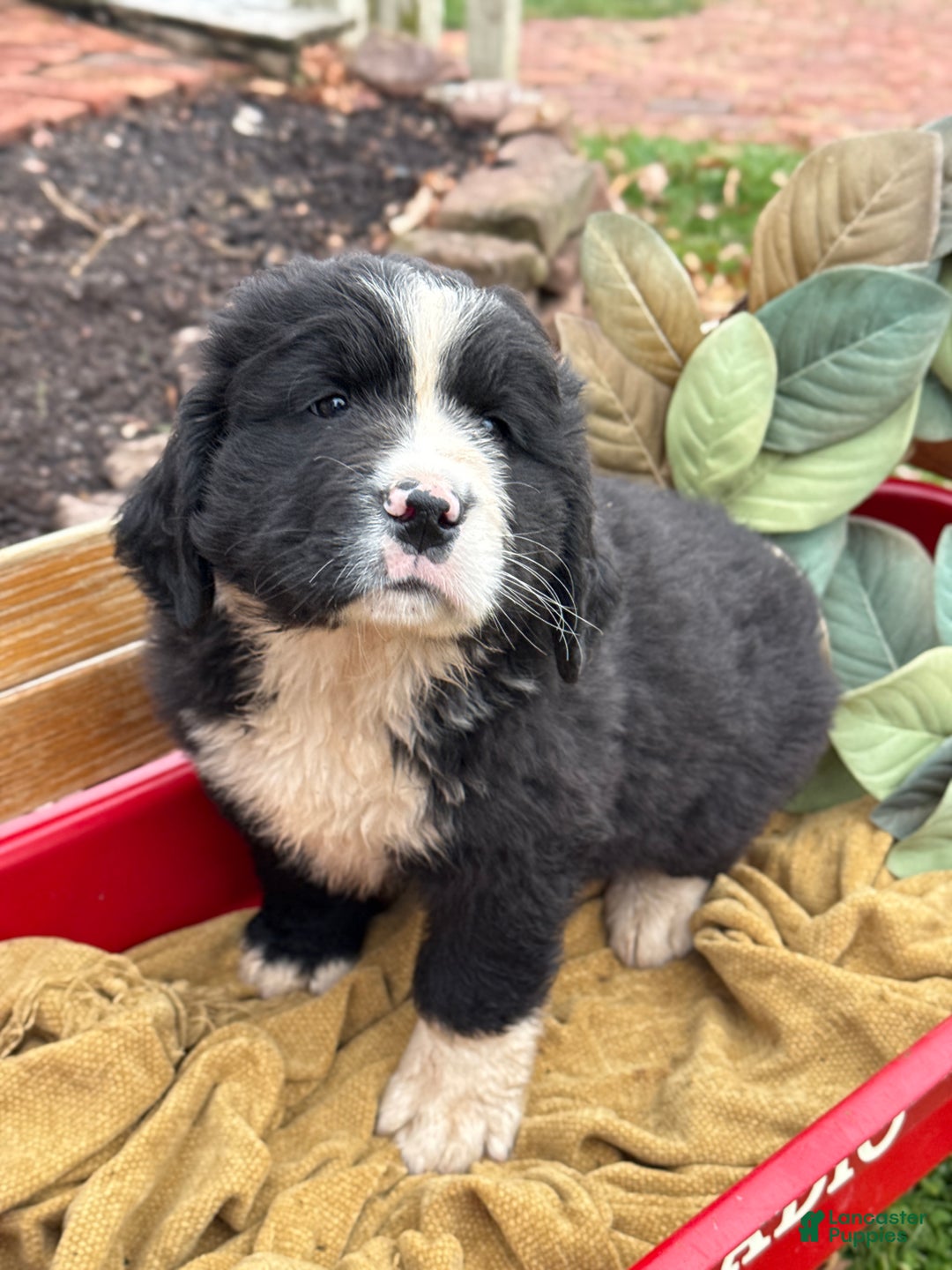 Mixed Breed dogs for sale: Wellington - Ad 4