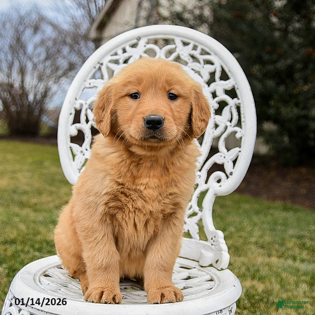 Golden Retriever dogs for sale: Penny - Ad 3