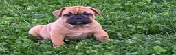 Mixed Breed dogs for sale: Charlie - Ad 1