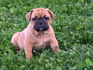 Mixed Breed dogs for sale: Charlie - Ad 1