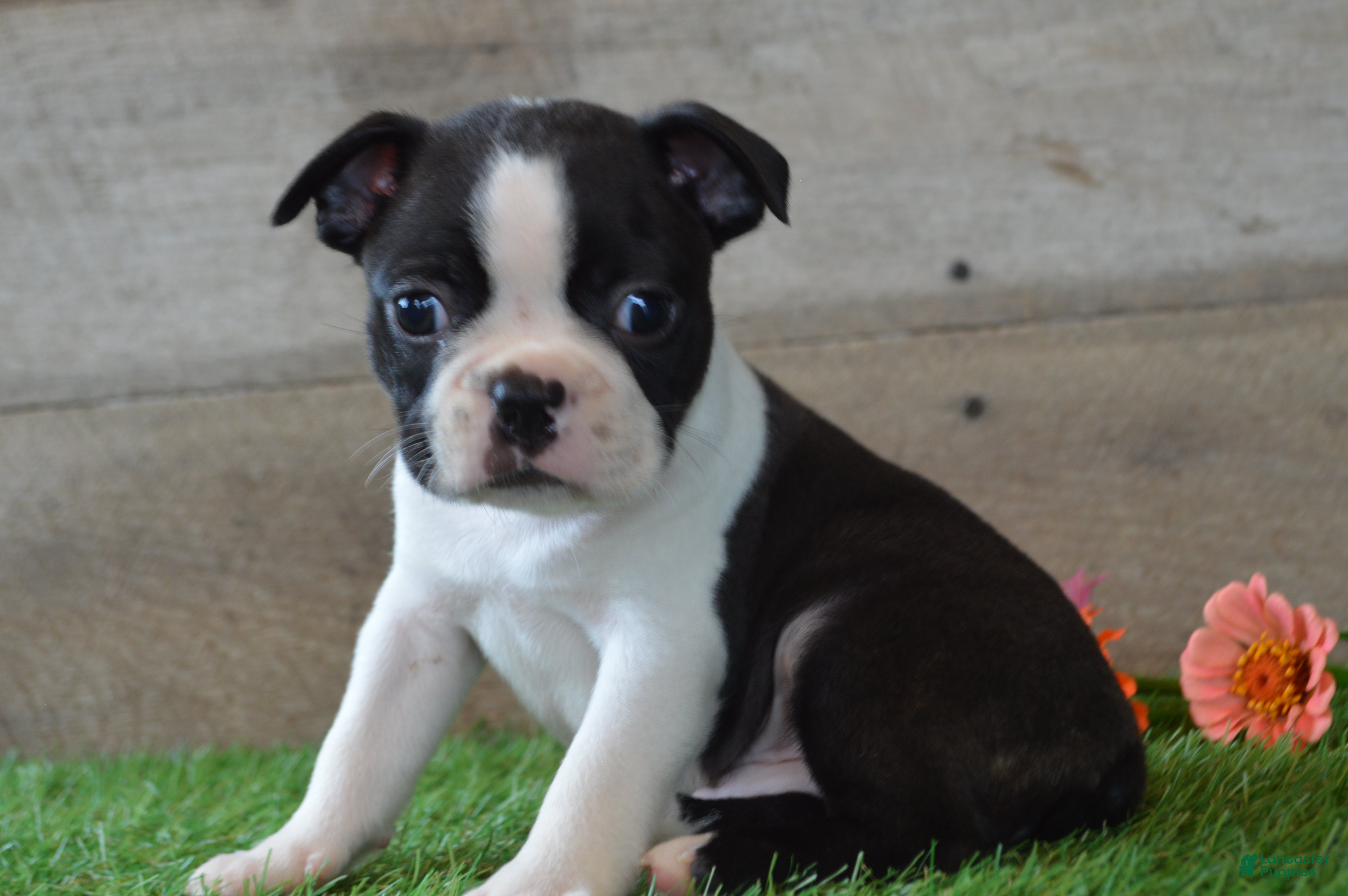 Boston Terrier dogs Bentley - Ad 1