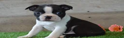 Boston Terrier dogs for sale: Bentley - Ad 1