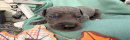 Great Dane dogs for sale: Oliver  - Ad 3