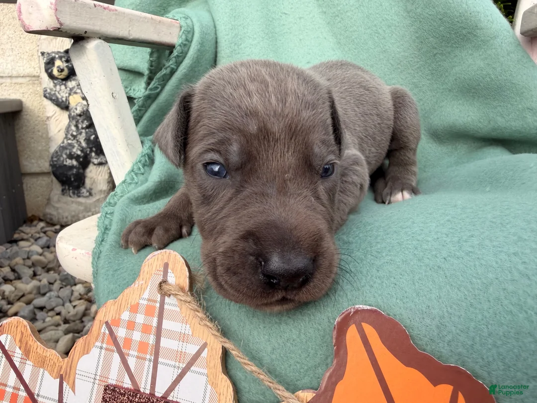 Great Dane dogs for sale: Oliver  - Ad 3